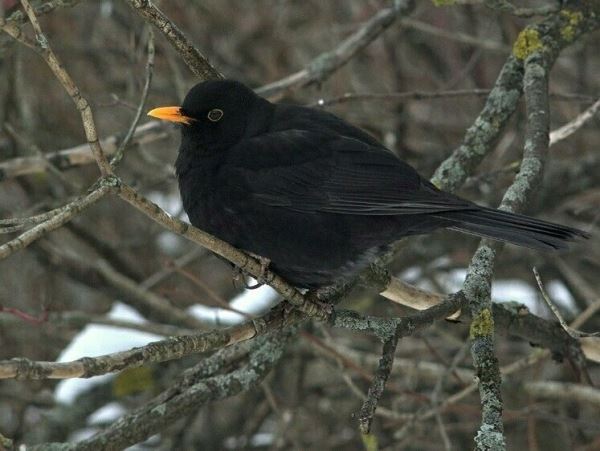 В Ленобласти на зимовку остаются черные дроздыНетипичное для птиц поведение постепенно становится нормой.