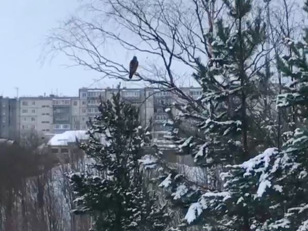 Ястреб залетел погостить в Петрозаводск и остался Хищную птицу заметили жители одного из спальных районов в Петрозаводске.