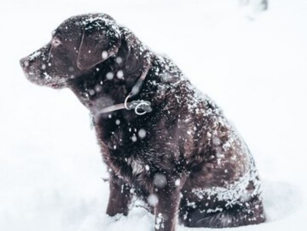 На Сахалине не прекращается снегопад — замело дорогу в собачий приютЧтобы расчистить дорогу нужно нанимать спецтехнику. Денег нет, а муниципалитет занят расчисткой дорог для населения.