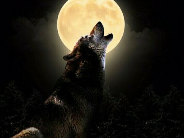 «Волчья луна» - первое полнолуние нового високосного годаЯркий лунный шар можно наблюдать уже сейчас. Пик явления наступит в ночь с 25 на 26 января.