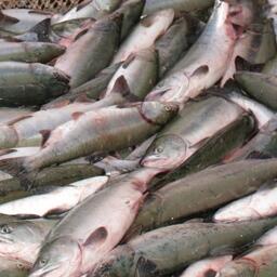 Российские уловы лосося вновь отличились в мировой статистике