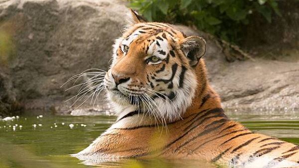 Выстрелили под лопатку: появились детали убийства амурского тигра в Приморье