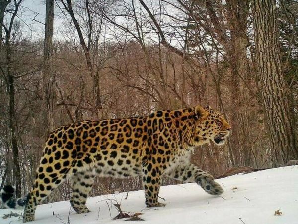 Семейство из пяти леопардов получило своего хранителя После обретения покровителя все дальневосточные леопарды получат свои имена.
