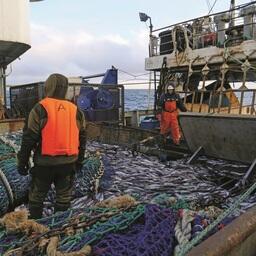 Рыбаки Камчатки надеются на хорошие уловы минтая в этом году