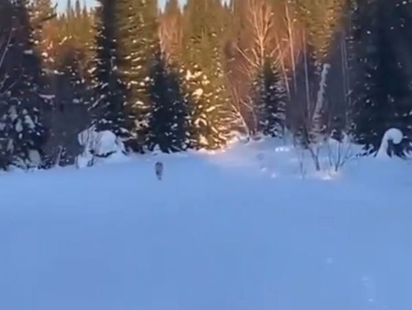 На горнолыжном курорте в Кемеровской области заметили волкаВ Шерегеше волк прогуливался по склону днем и попал на видео проехавшего с осмотром патруля.