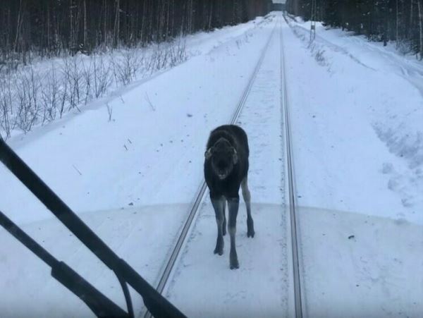 В Карелии молодой лось столкнулся с поездомЗверь выскочил на железнодорожные пути слишком близко к составу.