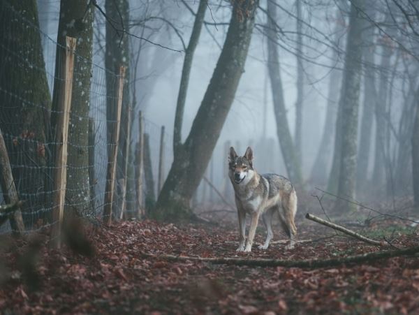 Вологодского волка-собакоеда выследили и ликвидировали охотники