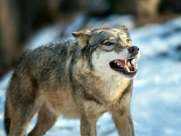 В Вологодской области выслеживают опасного хищникаГолодный волк вышел к поселению и унес пса. Ведется поиск.