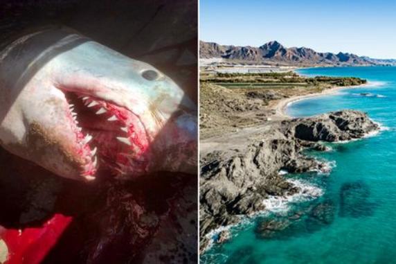 Туристы были шокированы, наткнувшись на пляже на акулу с окровавленной пастью
