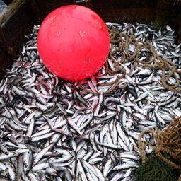 Самозанятые Карелии интересуются рыбным промыслом