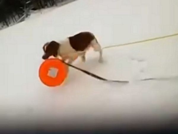 Провалившегося под лед рыбака помогла спасти собака (видео)В США пес по имени Руби стал настоящим спасателем.