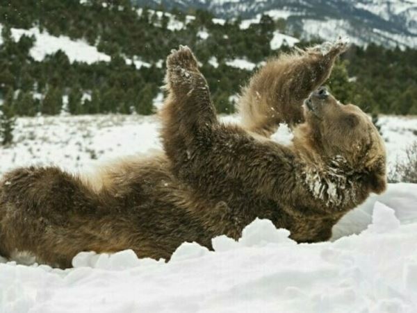 Ушел досыпать: медведь покинул территорию селений в ЗабайкальеНапугавший жителей Тунгиро-Олёкминского района шатун ушел обратно в лес.