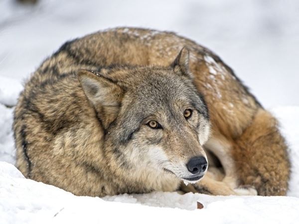 Срочно требуются охотники: волки и шакалы добрались до Волгограда