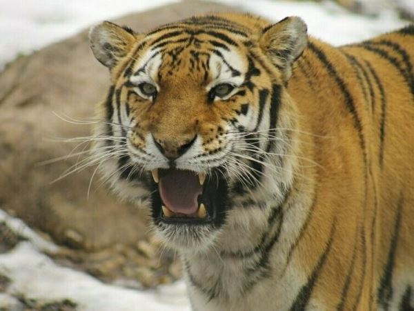 Второй тигр-собакоед отловлен в Лазовском районеТигр успел унести в лес десять деревенских собак.