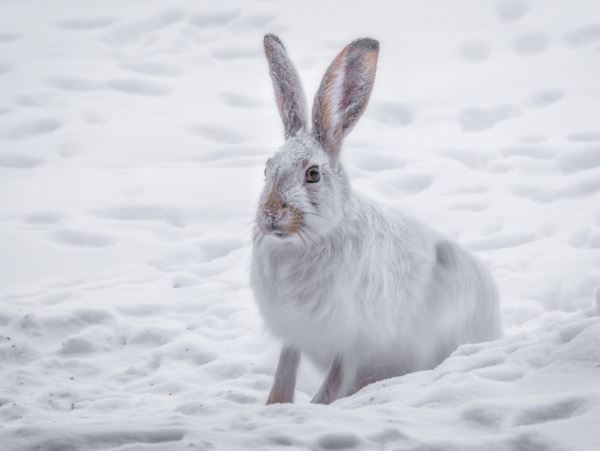 В лесах Марий Эл обитает более 12 тысяч особей зайца-белякаКоличество беляков подсчитали в республики в преддверии Дня белого зайца.