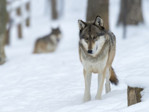 Волки стали выходить к карельским селам в два раза чащеУвеличился и промысел волка: в 2023 году было добыто 217 зверей.