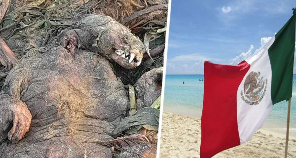 На пляже популярного курорта обнаружено ужасное существо с гигантскими клыками и разлагающимися конечностями