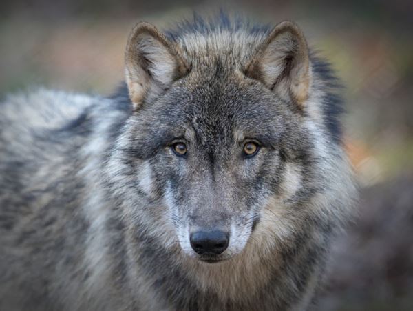 Курганское эхо: под Петербургом охотники ликвидировали семь волков