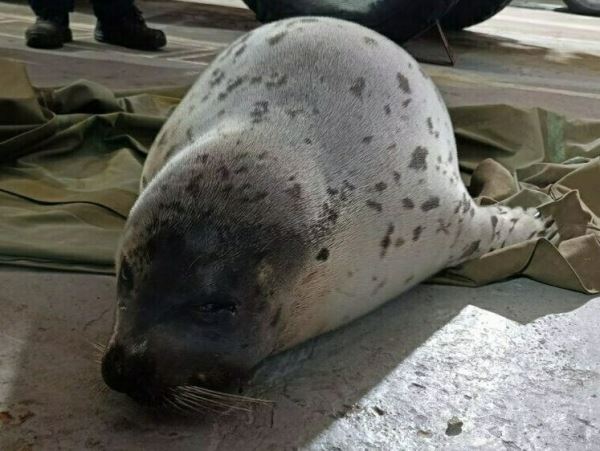 В Кандалакше помогли добраться до моря гренландскому тюленюМолодой тюлень, потеряв ориентацию, оказался на автомобильной трассе.