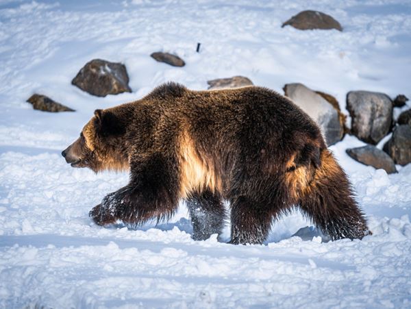 Злой шатун: уральские лесорубы разбудили грохотом спящего медведя