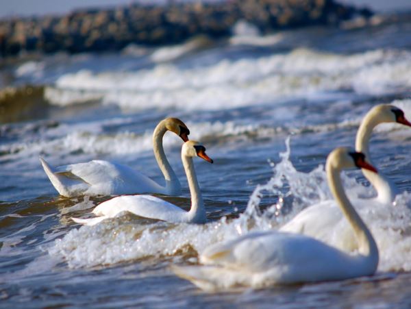Остался замерзать: птицу спасли на водоеме в ПетербургеПернатому потребовалась помощь специалистов.