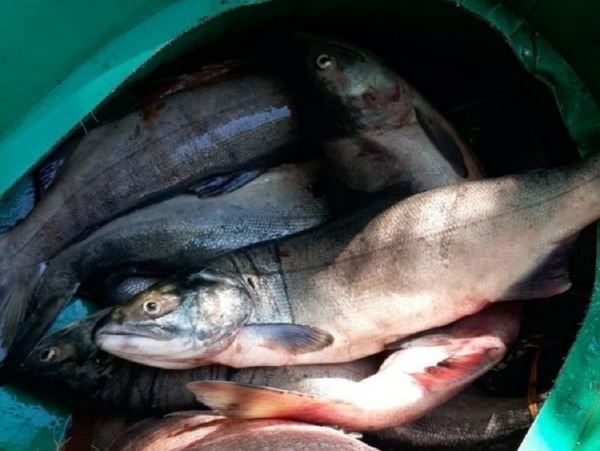 Пограничники обнаружили браконьерских лососей на 16,5 млн рублейСотрудники Пограничного управления ФСБ по западному арктическому району выявили два случая незаконного оборота рыбы.