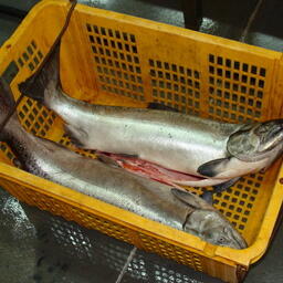 Законопроект о «собачьем» лососе сочли недоработанным