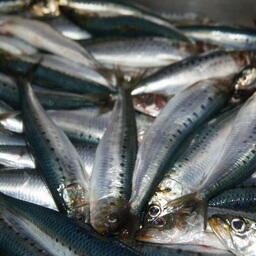 Специалисты проследили изменения в уловах рыб в разных районах