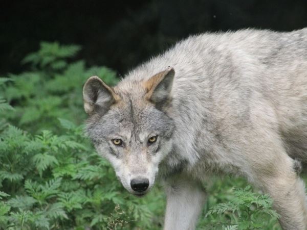 В Республике Коми у детского сада волк разорвал бездомную собаку